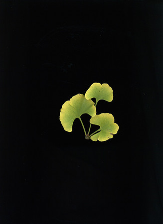 scan 15 Gingko CU