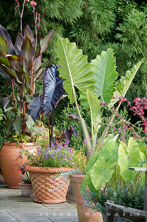 Andrew Bunting Garden