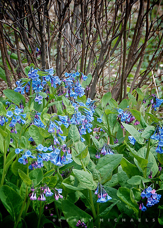Virginia Bluebell, Mertensia verginica