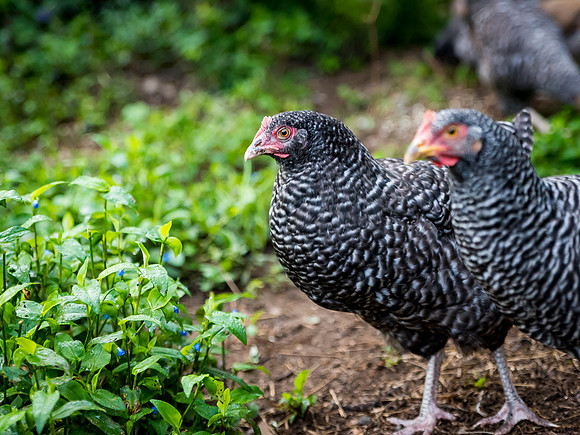 _DSC5281