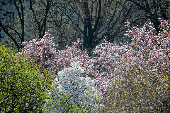 Central Park
