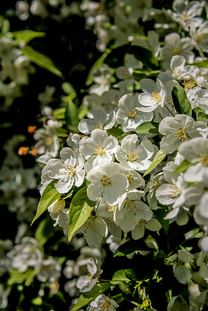 Crabapple-3764