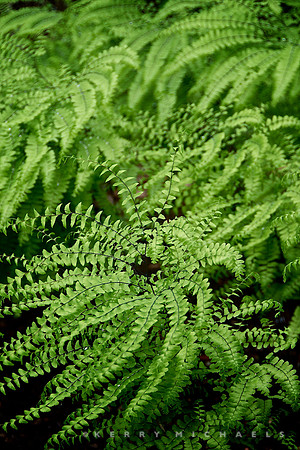 Northern Maidenhair Fern (Adiantum pedatum)