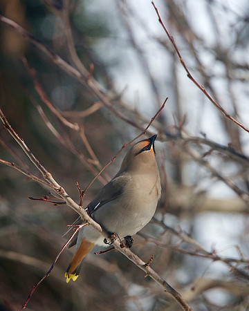 WaxwingDSC_2134