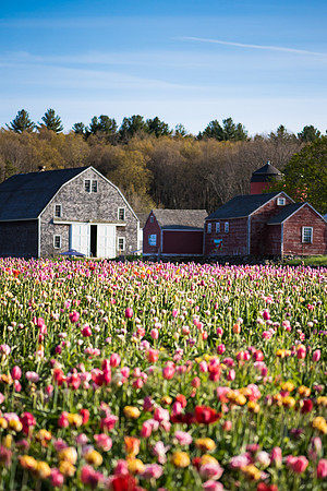 Wicked_Tulips-7026
