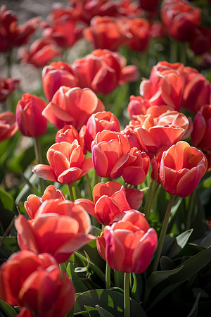 Wicked_Tulips-6850