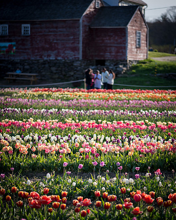 Wicked_Tulips-7071