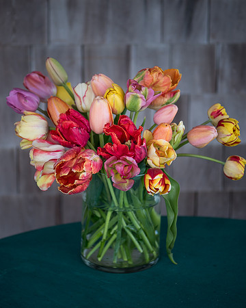 Wicked_Tulips-7092