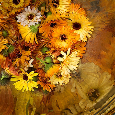 Calendula Harvest