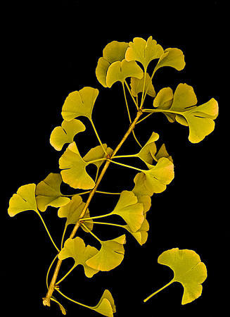 Gingko P. 7