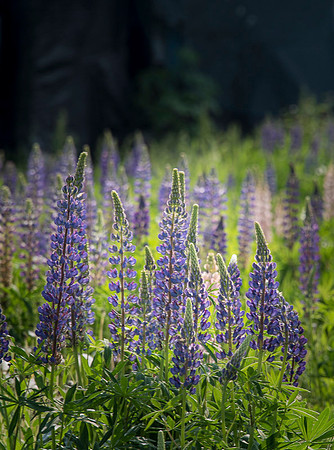 Lupine-0855