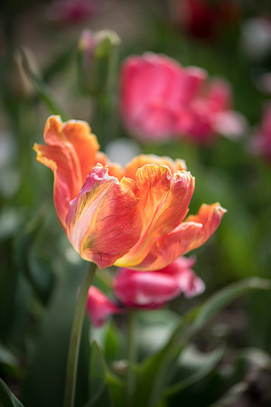 Wicked_Tulips-6668