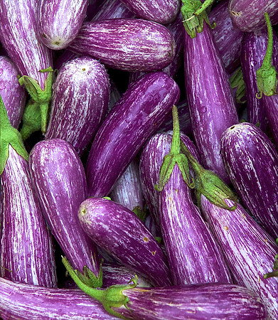 Fairy Tale Eggplant