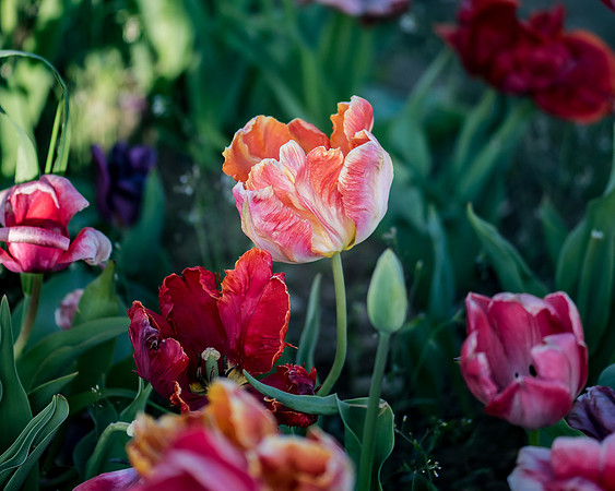 Wicked_Tulips-7004