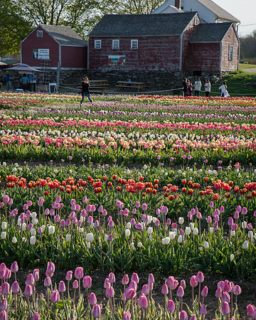 Wicked_Tulips-2776