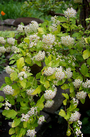 Haward_VT_DSC1286