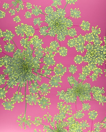 Scan begonia-1