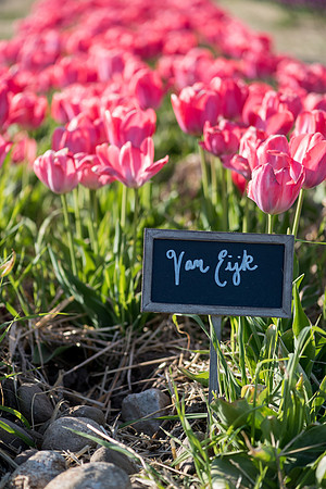 Wicked_Tulips-6953