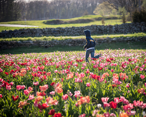 Wicked_Tulips-6998