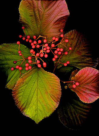 Red Ber