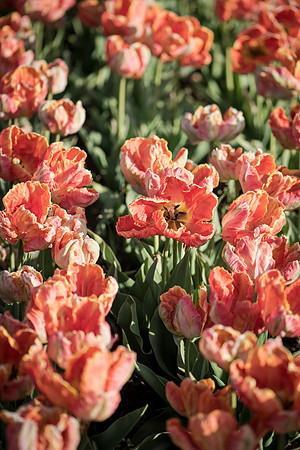 Wicked_Tulips-7069