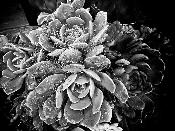 47AE_Wet Succulent