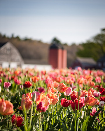 Wicked_Tulips-7051
