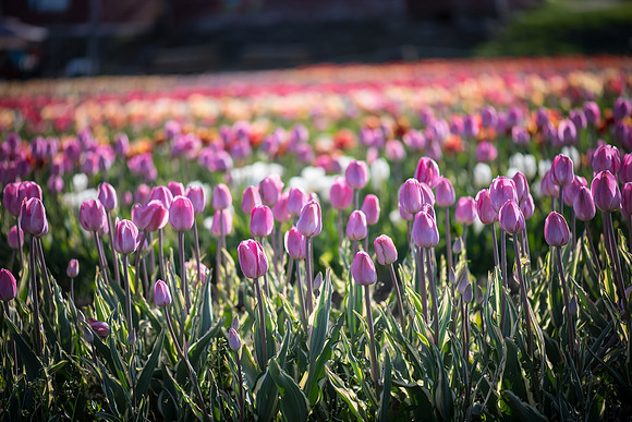 Wicked_Tulips-6917