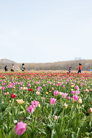 Wicked_Tulips-2675