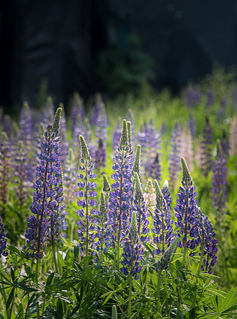 Lupine2_DSC_4764