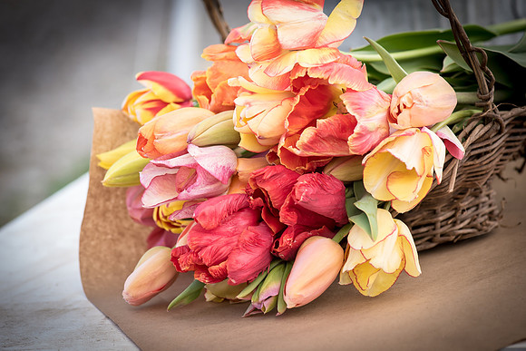 Wicked_Tulips-6756