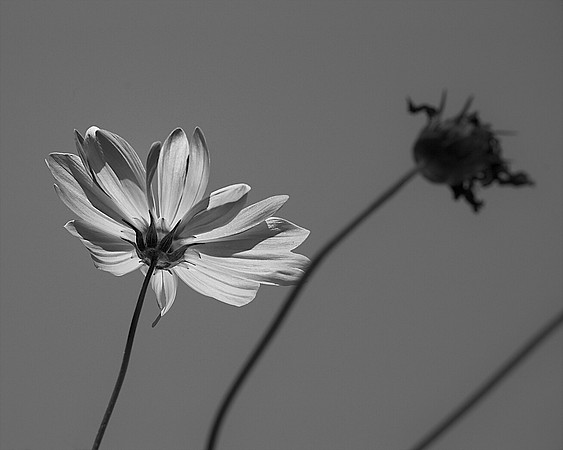 80AE_Cosmos_DSC_0128