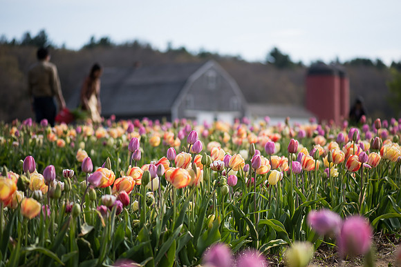 Wicked_Tulips-6718