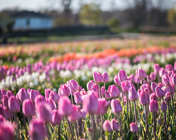 Wicked_Tulips-6976-2