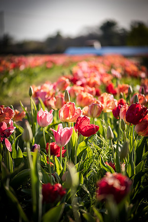 Wicked_Tulips-7049