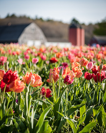 Wicked_Tulips-7054