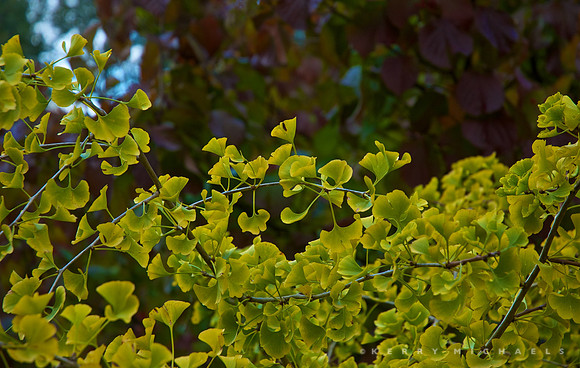 Gingko Ms