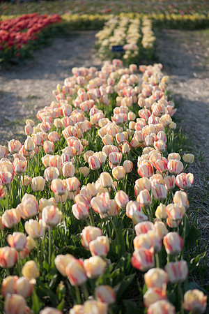 Wicked_Tulips-7077