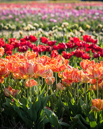 Wicked_Tulips-6904