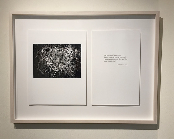 Nest photo by Kerry Michaels