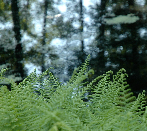 DSC_1459.JPG