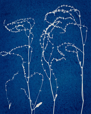 Cyan weed thread