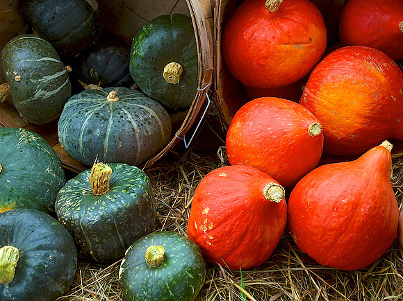Winter_Squash_DSC_0111