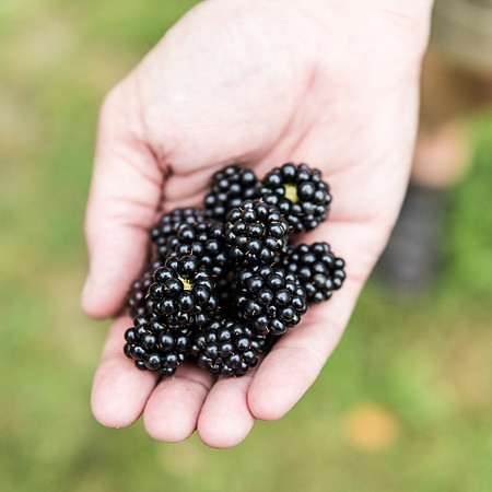 blackberries