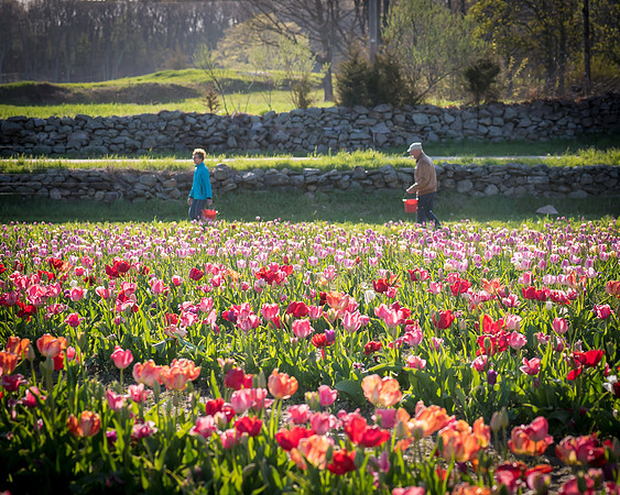 Wicked_Tulips-7001