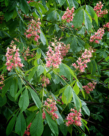 CMBG_DSC0238