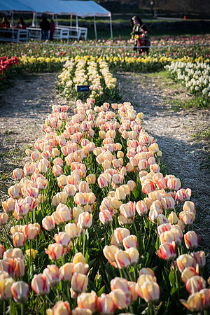 Wicked_Tulips-7079