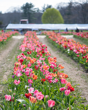 Wicked_Tulips-6704