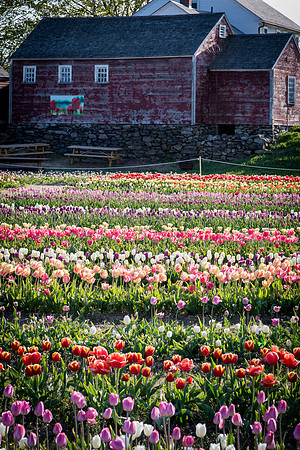 Wicked_Tulips-6984
