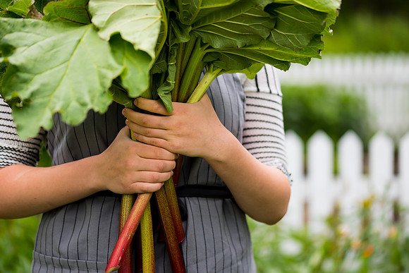Rhubarb_DSC9443